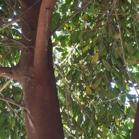 Ficus nervosa subsp. minor (King) C.C.Berg
